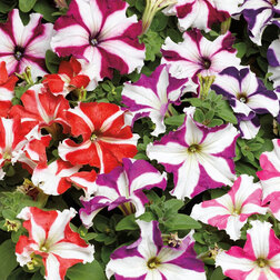 ������ ������ ������� ����������� �������� ���� ���� (1��-100�����) ���������������� ������   ����