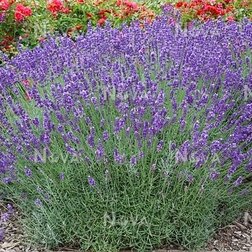 ������ ������ ������� ����������� ������   ����