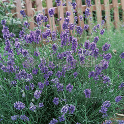 ������ ������ ������� ����������� ���� ���   ����