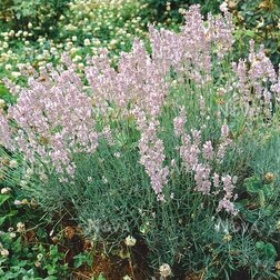 ������ ������ ������� ����������� �����   ����