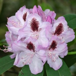 ������ ������ ����������� ��������� ��������   ����