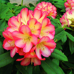 ������ ������ ����������� ��������� ������ �� ������   ����