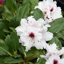 ������ ������ ����������� ��������� ����   ����