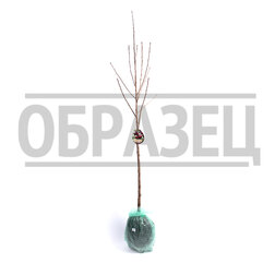 ������ ������ ����� ���������� (� �����)   ����