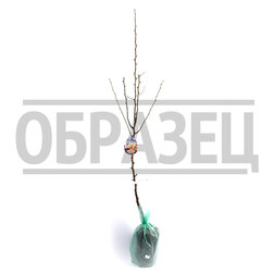 ������ ������ ����� ������� (�������������) (������ ��������) (� �����)   ����