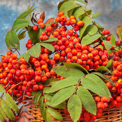 ������ ������ ������ ��������� (������ ������ ������������) (� �����)   ����