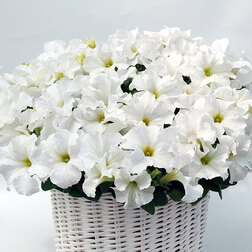 ������ ������ ������� ����������� ����� ���� (��-1000�����) ���������������� ������   ����