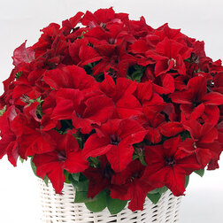 ������ ������ ������� ����������� ����� ��� (��-1000�����) ���������������� ������   ����