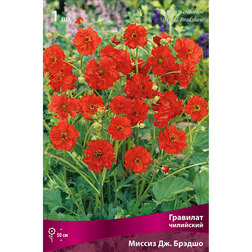 ������ ������ �������� ��������� ������ ��. ������   ����