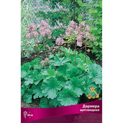 ������ ������ ������� ����������   ����