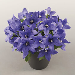 ������ ������ ���������� ��� ���� ��� (��-100��) ���������������� ������   ����