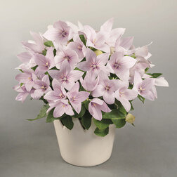 ������ ������ ���������� ��� ���� ���� (��-100��) ���������������� ������   ����