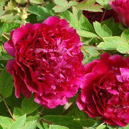 ������ ������ ���� ����������� ��������� ������   ����