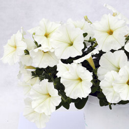 ������ ������ ������� ��������� ��������� ���� (��-1000�����)   ����