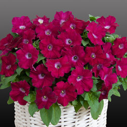 ������ ������ ������� ����������� �������� ������ (��-1000�����) ���������������� ������   ����