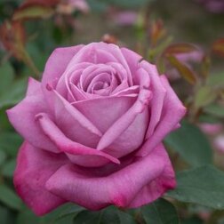 ������ ������ ���� �����-��������� ���� ������   ����