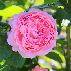 ������ ������ ���� �������� ������� �����   ����