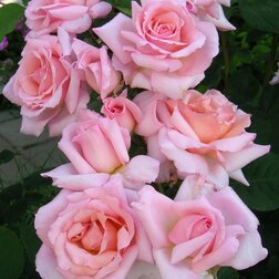 ������ ������ ���� ��������� ���������   ����