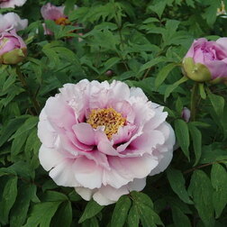 ������ ������ ���� ����������� ������� �����   ����