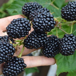 ������ ������ ������� ������� (���������)   ����