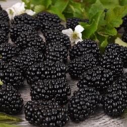 ������ ������ ������� ������������ ���� ������   ����