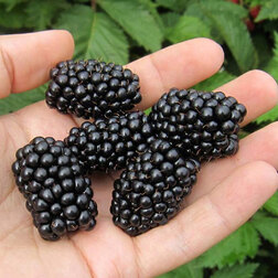 ������ ������ ������� �������� ������� (���������)   ����