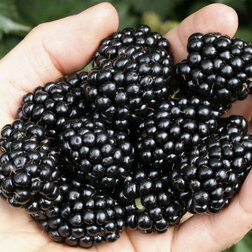 ������ ������ ������� ��� (���������)   ����