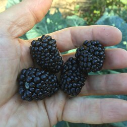 ������ ������ ������� ������������ ����� ��� ������ (���������)   ����