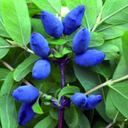 ������ ������ ��������� ��������� �������   ����