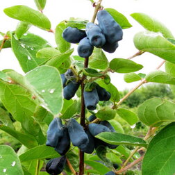 ������ ������ ��������� ��������� ���� ������   ����