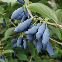 ������ ������ ��������� ��������� ��������   ����