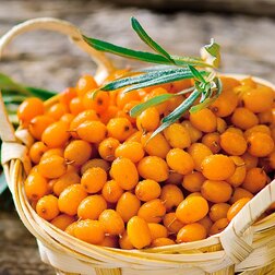 ������ ������ �������� ���   ����