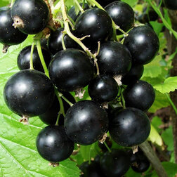 ������ ������ ��������� ������ ������������   ����