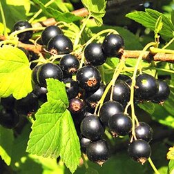 ������ ������ ������� ��������� ��������� (������)   ����