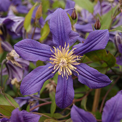 ������ ������ �������� ������������ �������� ����   ����