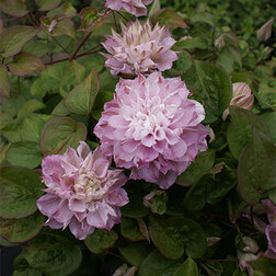 ������ ������ �������� ��������������� ������� �����   ����