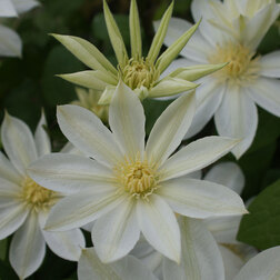 ������ ������ �������� ��������������� ����� ��������� (1-�����)   ����