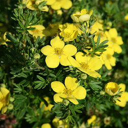 ������ ������ �������� ������������� ����������   ����