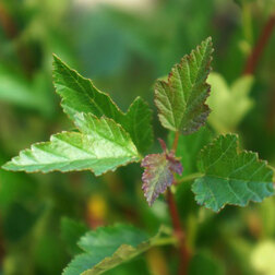 ������ ������ ������������� ������������� ����� ����� (����� �����)   ����