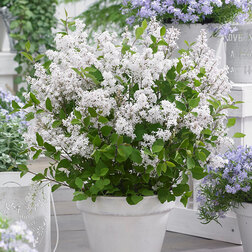 ������ ������ ������ ������ ���������� ���� (����� �����)   ����