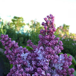 ������ ������ ������ ������������ ������� ��������   ����