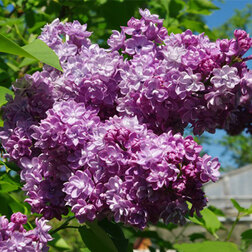 ������ ������ ������ ������������ ������ � �.�. ������   ����