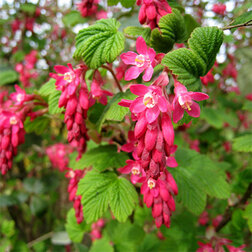 ������ ������ ��������� �������-������� (������������) ������� �������   ����