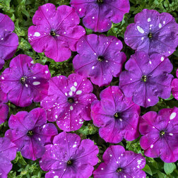 ������ ������ ������� ����������� ��� ���� ���� ������ (1��-1000�����) ���������������� ������   ����