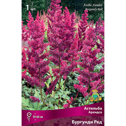 ������ ������ �������� ������� (�������� ���)   ����