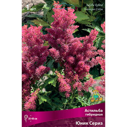 ������ ������ �������� ��������� ���� �����   ����