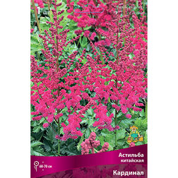 ������ ������ �������� ��������� ��������   ����