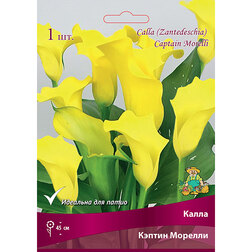 ������ ������ ����� ������ �������   ����