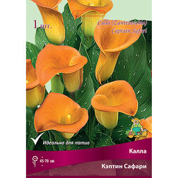 ������ ������ ����� ������ ������   ����