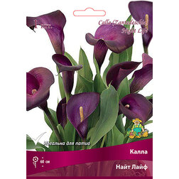 ������ ������ ����� ���� ����   ����